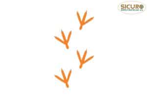 Poot afdruk vogel