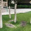 5063RC Ster Duikelrek Robinia 01